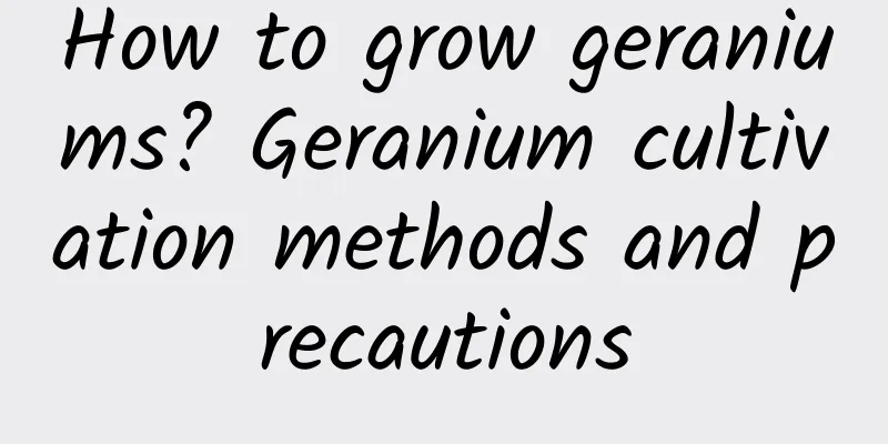 How to grow geraniums? Geranium cultivation methods and precautions