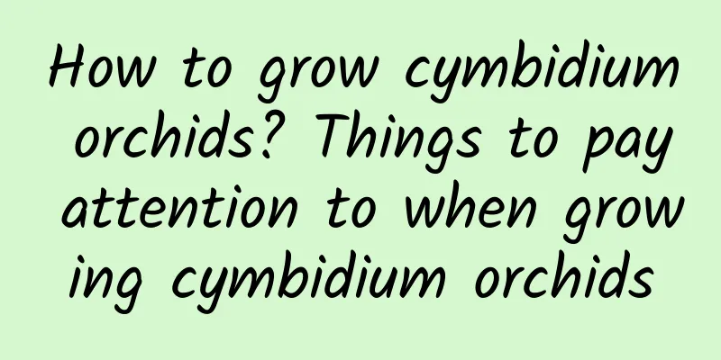 How to grow cymbidium orchids? Things to pay attention to when growing cymbidium orchids