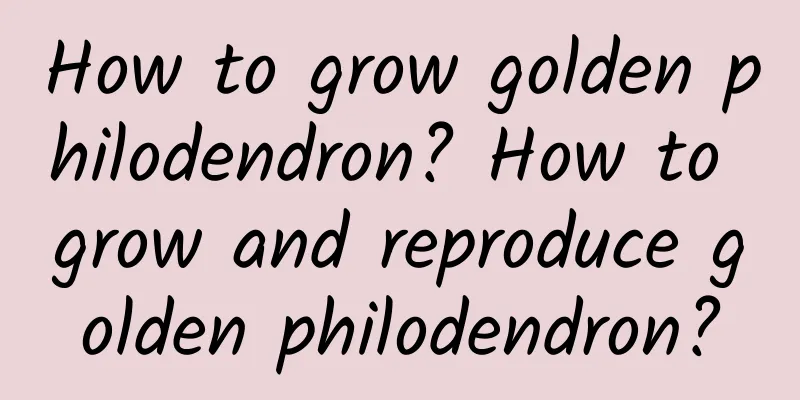 How to grow golden philodendron? How to grow and reproduce golden philodendron?