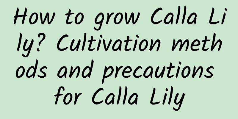 How to grow Calla Lily? Cultivation methods and precautions for Calla Lily