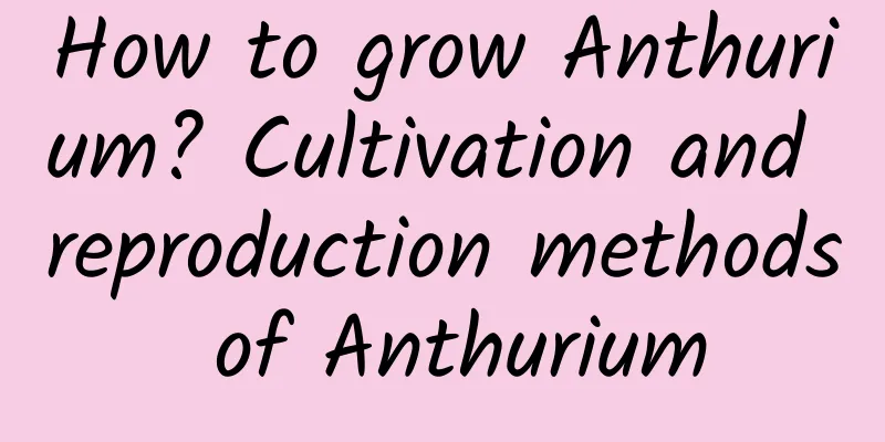 How to grow Anthurium? Cultivation and reproduction methods of Anthurium