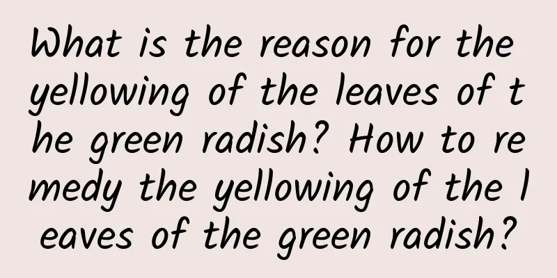 What is the reason for the yellowing of the leaves of the green radish? How to remedy the yellowing of the leaves of the green radish?