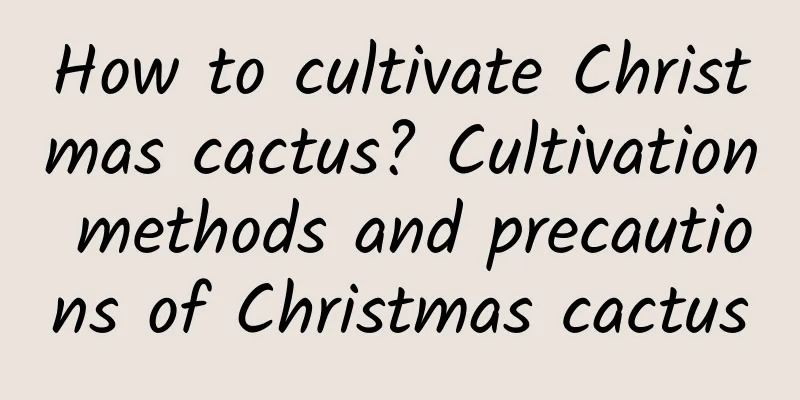 How to cultivate Christmas cactus? Cultivation methods and precautions of Christmas cactus