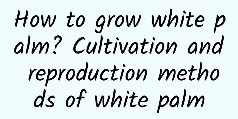 How to grow white palm? Cultivation and reproduction methods of white palm