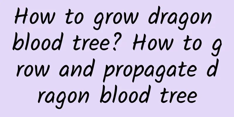 How to grow dragon blood tree? How to grow and propagate dragon blood tree