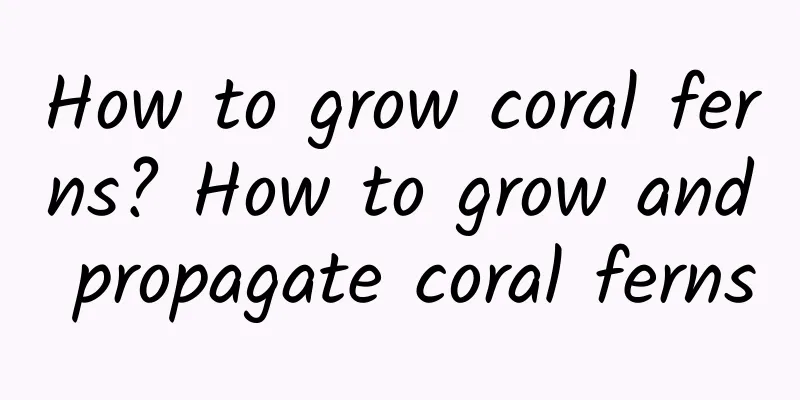 How to grow coral ferns? How to grow and propagate coral ferns