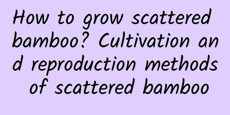 How to grow scattered bamboo? Cultivation and reproduction methods of scattered bamboo