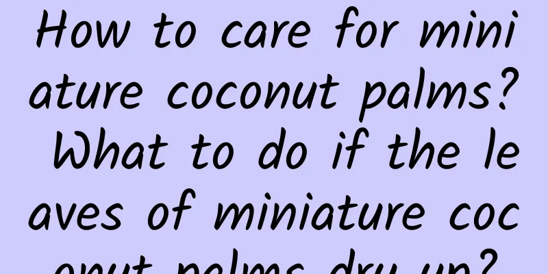 How to care for miniature coconut palms? What to do if the leaves of miniature coconut palms dry up?