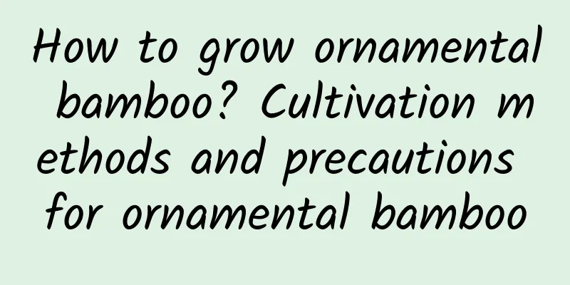 How to grow ornamental bamboo? Cultivation methods and precautions for ornamental bamboo