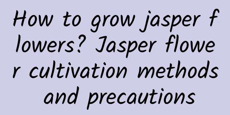 How to grow jasper flowers? Jasper flower cultivation methods and precautions