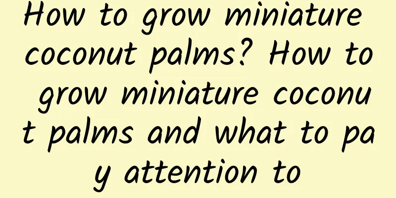 How to grow miniature coconut palms? How to grow miniature coconut palms and what to pay attention to