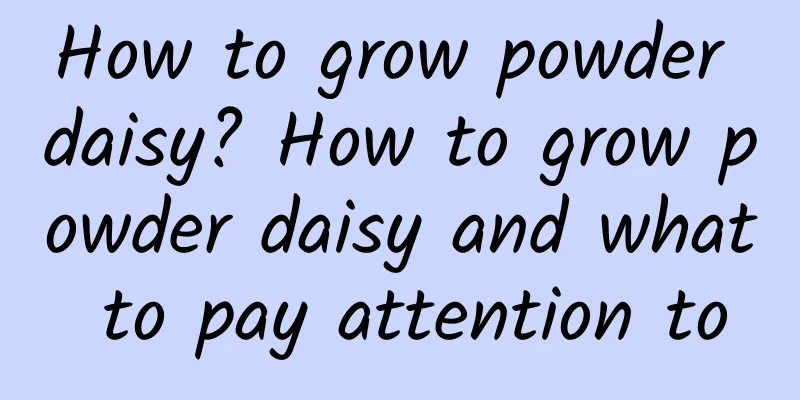 How to grow powder daisy? How to grow powder daisy and what to pay attention to