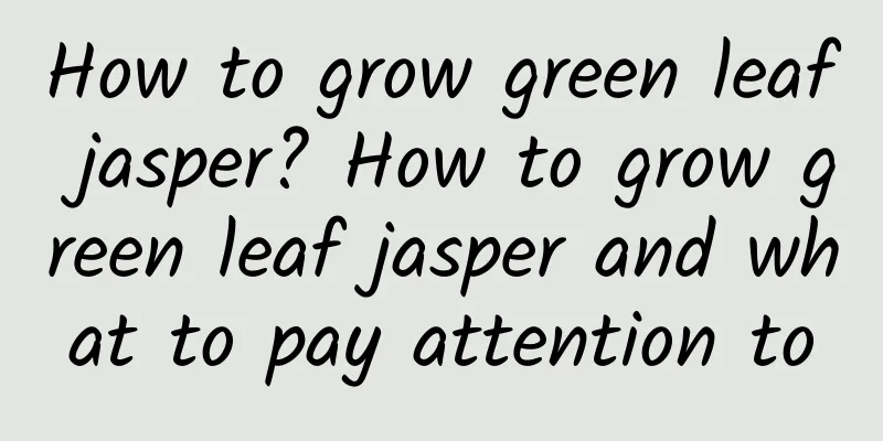 How to grow green leaf jasper? How to grow green leaf jasper and what to pay attention to