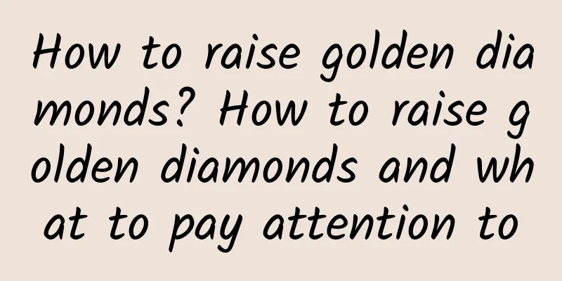 How to raise golden diamonds? How to raise golden diamonds and what to pay attention to