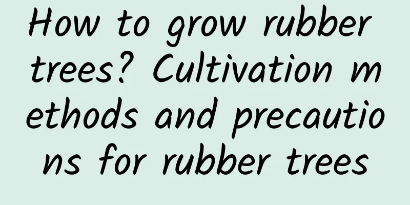 How to grow rubber trees? Cultivation methods and precautions for rubber trees