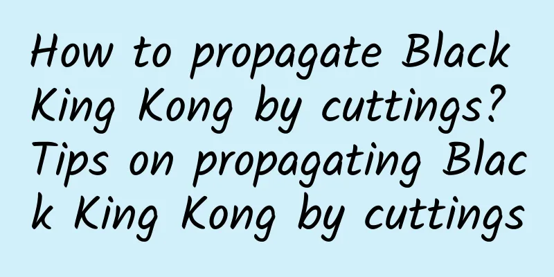 How to propagate Black King Kong by cuttings? Tips on propagating Black King Kong by cuttings