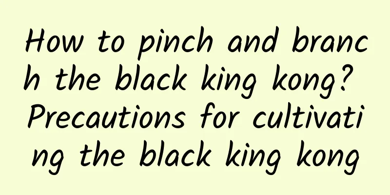 How to pinch and branch the black king kong? Precautions for cultivating the black king kong