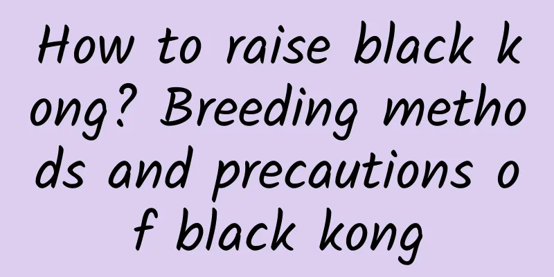 How to raise black kong? Breeding methods and precautions of black kong