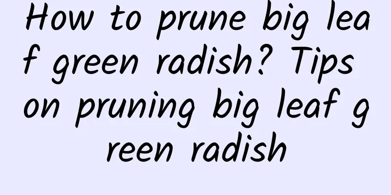 How to prune big leaf green radish? Tips on pruning big leaf green radish