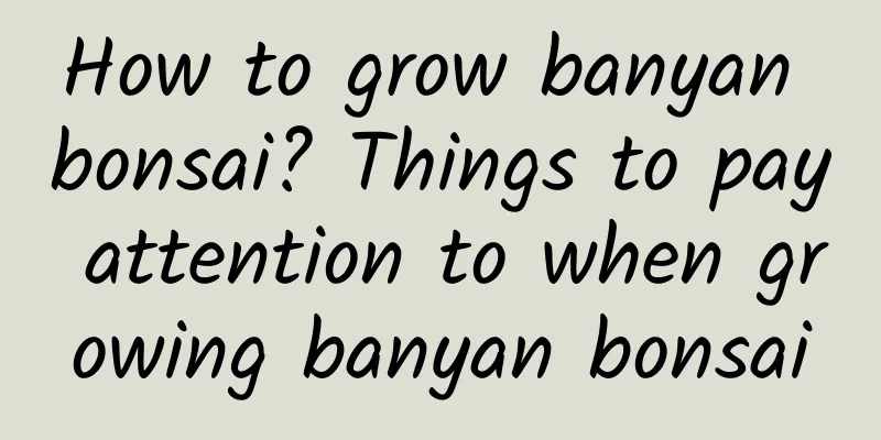 How to grow banyan bonsai? Things to pay attention to when growing banyan bonsai