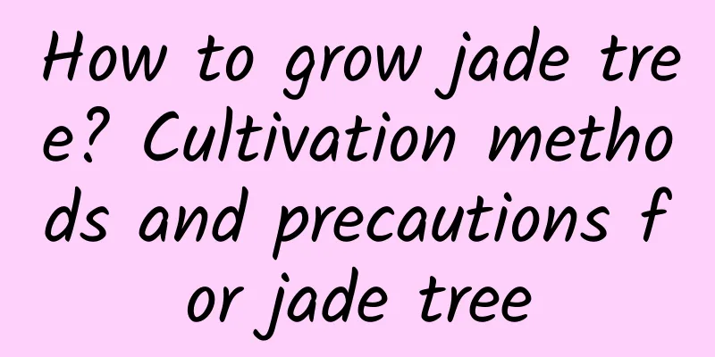 How to grow jade tree? Cultivation methods and precautions for jade tree