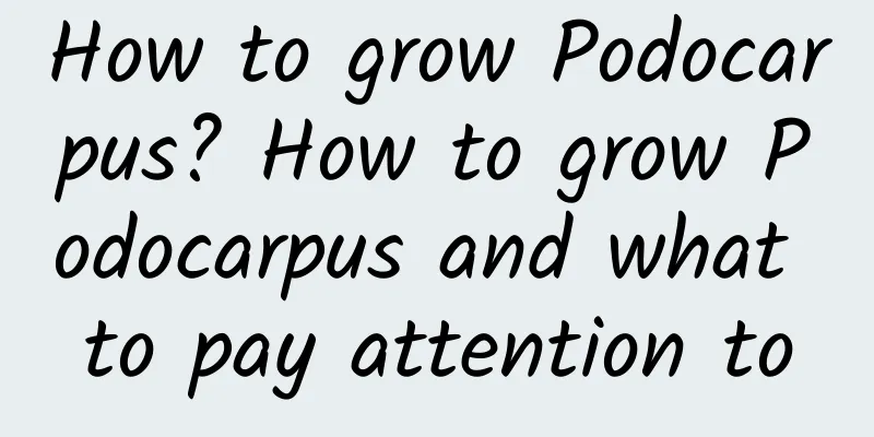 How to grow Podocarpus? How to grow Podocarpus and what to pay attention to