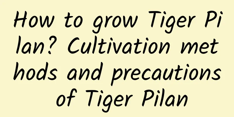 How to grow Tiger Pilan? Cultivation methods and precautions of Tiger Pilan