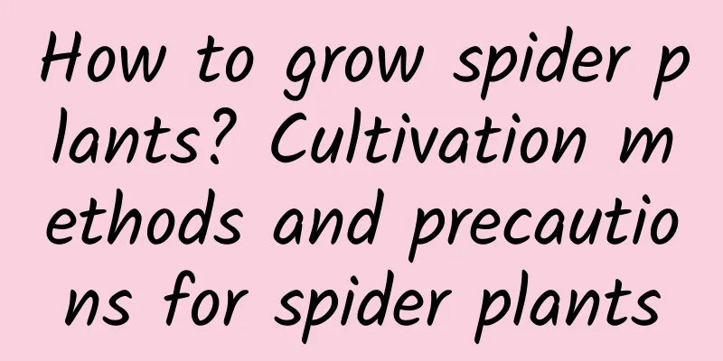 How to grow spider plants? Cultivation methods and precautions for spider plants