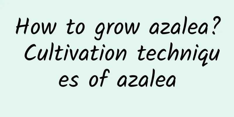 How to grow azalea? Cultivation techniques of azalea