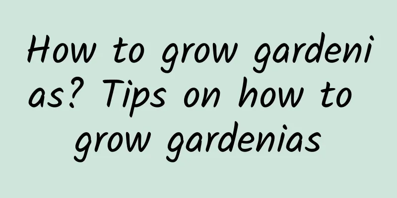 How to grow gardenias? Tips on how to grow gardenias