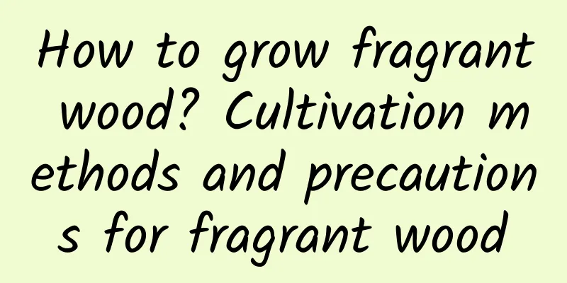 How to grow fragrant wood? Cultivation methods and precautions for fragrant wood