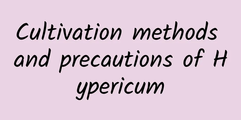 Cultivation methods and precautions of Hypericum