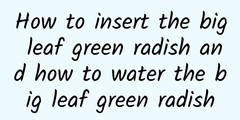 How to insert the big leaf green radish and how to water the big leaf green radish