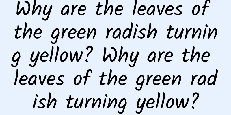 Why are the leaves of the green radish turning yellow? Why are the leaves of the green radish turning yellow?