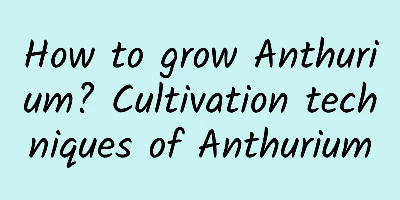 How to grow Anthurium? Cultivation techniques of Anthurium