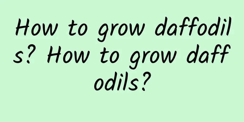 How to grow daffodils? How to grow daffodils?