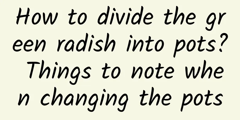 How to divide the green radish into pots? Things to note when changing the pots