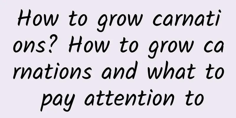 How to grow carnations? How to grow carnations and what to pay attention to