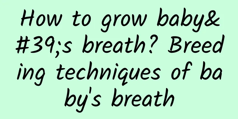 How to grow baby's breath? Breeding techniques of baby's breath