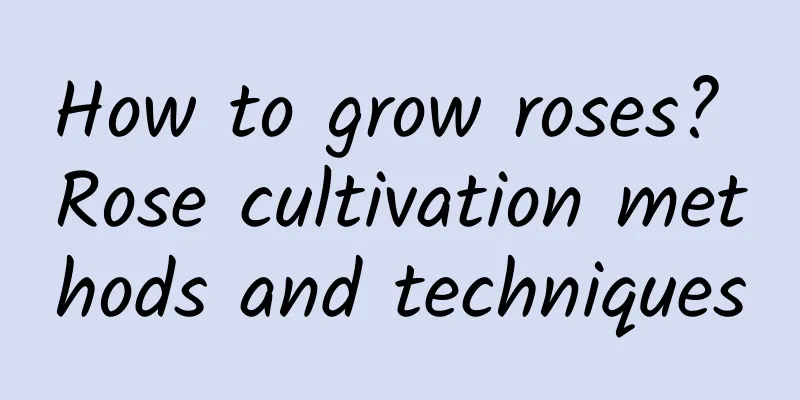 How to grow roses? Rose cultivation methods and techniques