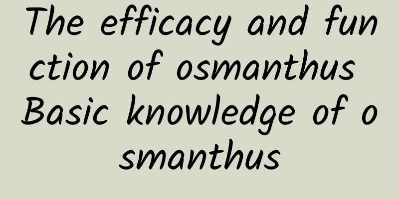 The efficacy and function of osmanthus Basic knowledge of osmanthus