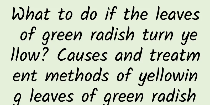 What to do if the leaves of green radish turn yellow? Causes and treatment methods of yellowing leaves of green radish