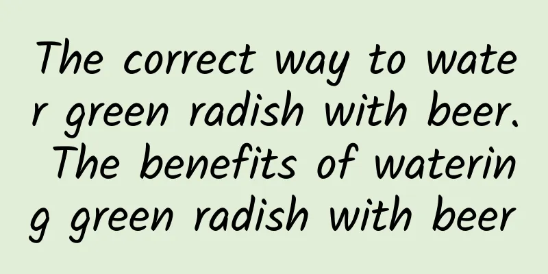 The correct way to water green radish with beer. The benefits of watering green radish with beer