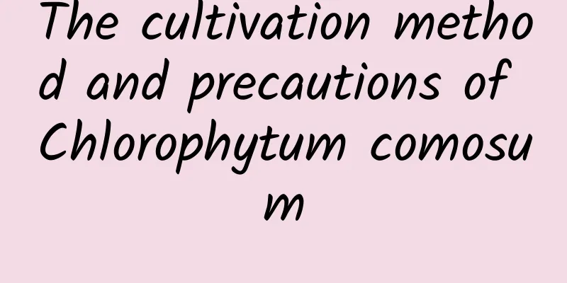 The cultivation method and precautions of Chlorophytum comosum