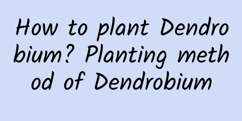 How to plant Dendrobium? Planting method of Dendrobium