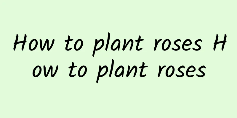 How to plant roses How to plant roses