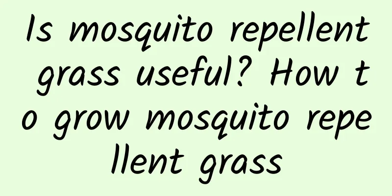 Is mosquito repellent grass useful? How to grow mosquito repellent grass