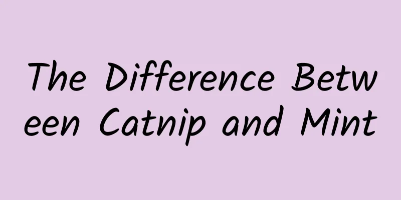 The Difference Between Catnip and Mint