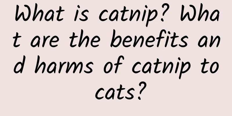 What is catnip? What are the benefits and harms of catnip to cats?