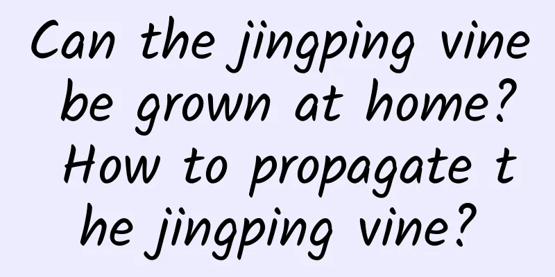 Can the jingping vine be grown at home? How to propagate the jingping vine?